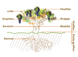 Illustration d'un cep de vigne